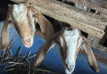 Tak Hanya Sapi, Susu Kambing Simpan Kekayaan Manfaat