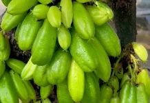 Peran Belimbing Wuluh dalam Kuliner Tradisional Indonesia