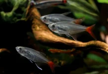 Mengenal Glassfin Tetra, Ikan Cantik untuk Aquascape