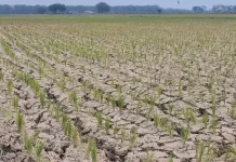 Kemarau, Petani di Jakenan Kabupaten Pati Keluhkan Krisis Irigasi