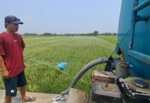 Selamatkan Padi dari Kekeringan, Petani di Pati Beli Dua Tangki Air Sehari