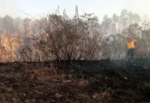 Sempat Padam, Api Kembali Membakar Hutan Gunung Merapi