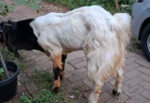 Kambing: Hewan Ternak yang Kaya Manfaat