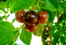 Rukam, Buah Langka Indonesia dengan Rasa Masam