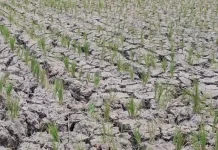 El Nino, DKPP Kota Madiun Imbau Petani Gunakan Varietas Tahan Kering