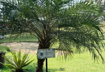 Palem Phoenix Tak Sekadar Penghias Taman Tropis