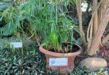 Cyperus, Tanaman Air yang Menyerap Nutrien dari Lingkungan Perairan