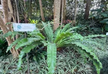 Kadaka Bukan Sekadar Tanaman Hias di Taman