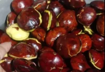 Pesona Aroma Jengkol Berkhasiat Tinggi