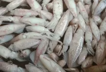 Cumi, Hewan Laut Kaya Nutrisi Penting