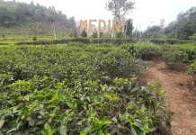 Wisata Kebun Teh Medini di Lereng Gunung Ungaran