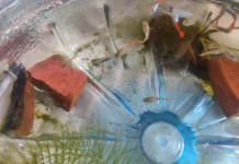 Data Tahan Kuat, Ikan Guppy Tetap Perlu dirawat