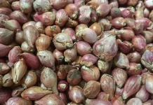 Tips Memilih dan Menyimpan Bawang Merah