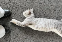 Kucing Gemar Tidur, Ini Alasan Ilmiah di Baliknya