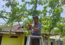 Budidaya Anggur di Halaman Rumah, Setiap Pohon Bisa Hasilnya 50Kg Buah