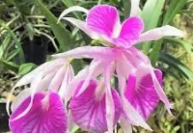 Cattleya Morning Glory si Cantik Tahan Hama