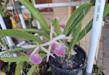 Bunganya Cantik, Mudah Perawatannya inilah Brassocattleya Playa Heradura