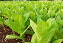 Tembakau sebagai Alternatif Bahan Insektisida dalam Pertanian Organik