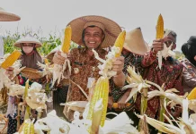 Melimpah di Musim Kemarau, Produksi Jagung Jateng Capai 2,68 Juta Ton