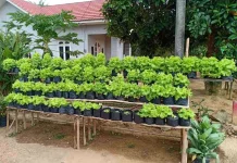 Pemanfaatan Lahan Pekarangan Dukung Ketahanan Pangan Keluarga Semarang
