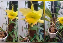 Rhyncholaeliocattleya Simba Aromanya Sesegar Lemon
