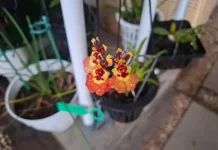 Paraphalaenopsis Kimmy Anggrek Mini Nan Cantik