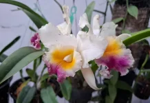 Cattleya Pachara Fancy Bunga Besar Nan Wangi