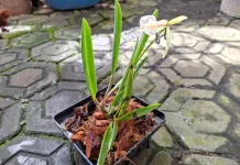 Keindahan Anggrek Encyvola Jairak