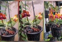 Phalaenopsis Zheng Min Anggrek Aroma Wangi Tahan Lama