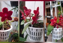 Phalaenopsis Sogo Rose Bunganya Berkilau Seperti Lilin