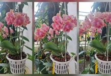 Phalaenopsis Phai Sofia Peach Varietas Sangat Indah dan Elegan
