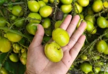Keunikan Buah Matoa Gading yang Jarang Diketahui