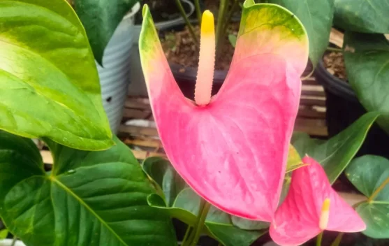 Mengenal Bunga Anthurium: Tanaman Hias Eksotis yang Populer - RRI.co.id