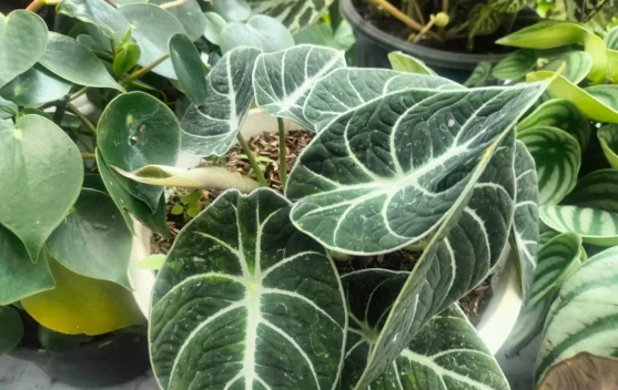 Inspirasi Dekorasi Rumah dengan Alocasia Black Velvet