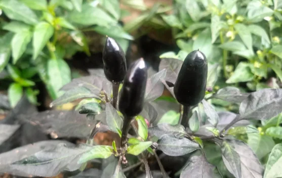 Cara Menanam Cabai Hitam di Pekarangan Rumah