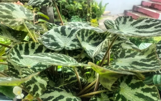 Cara Menanam Begonia di Pot untuk Mempercantik Teras