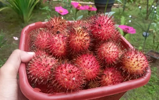 Cara Menyimpan Rambutan Agar Tahan Lama - RRI.co.id
