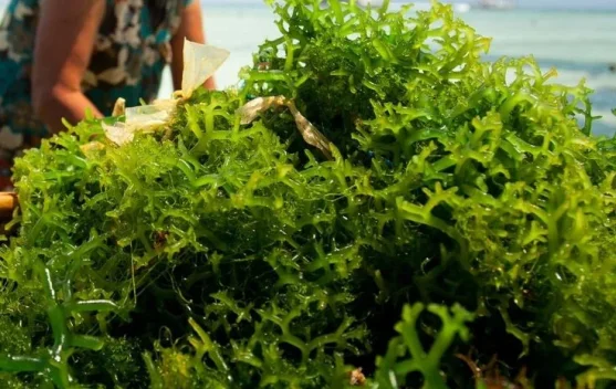 Kualitas Air hingga SDM Jadi Tantangan Budidaya Rumput Laut di Kendal ...