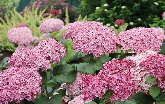 Keindahan Hydrangea Sarat Makna