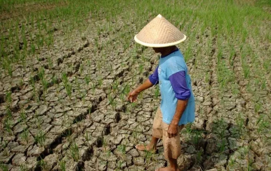 Ketahui Wilayah-Wilayah Paling Terdampak El Nino Sepanjang 2026 Menurut BMKG - RRI.co.id