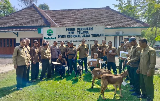 Berprestasi, Para Mandor Tanam Dihadiahi Kambing dari Perhutani