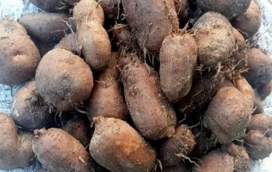 Resep Kreatif Berbahan Kentang Hitam