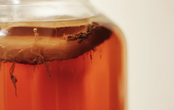 Kombucha, Minuman Fermentasi untuk Gaya Hidup Sehat