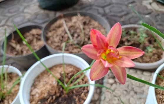 Mengenal Lebih Dekat Tentang Bunga Lily