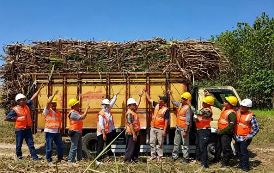 Agroforestry Tebu di Hutan Perhutani Dorong Swasembada Gula Nasional