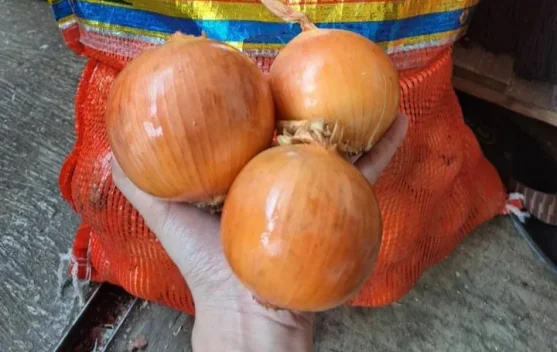 Tips Memilih Bawang Bombay Berkualitas
