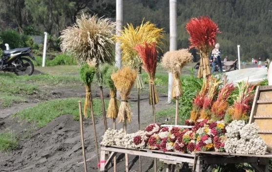 Budidaya Edelweis di Bromo Jadi Cara Menjaga Kelestarian