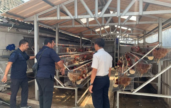 Dukung Ketahanan Pangan, Lapas Batang Studi Tiru Peternakan Ayam Lapas Sumedang