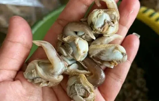Tips Memasak Kerang Kupas agar Tetap Gurih Bernutrisi