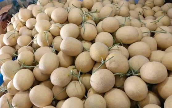 Tips Memilih Buah Melon Inthanon Hidroponik Berkualitas